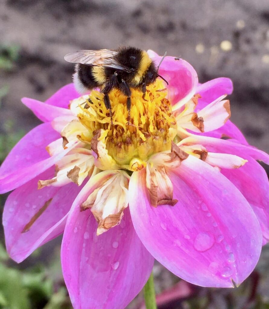 voedsel-veur-elkaar-impressie-1