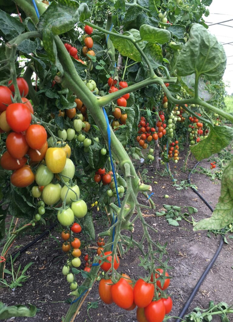 nieuwsbrief-augustus-2024